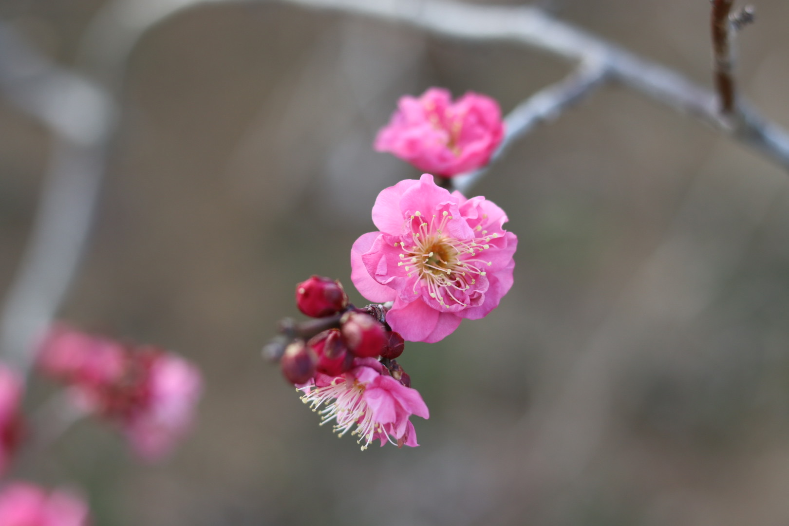 花菜ガーデンの梅