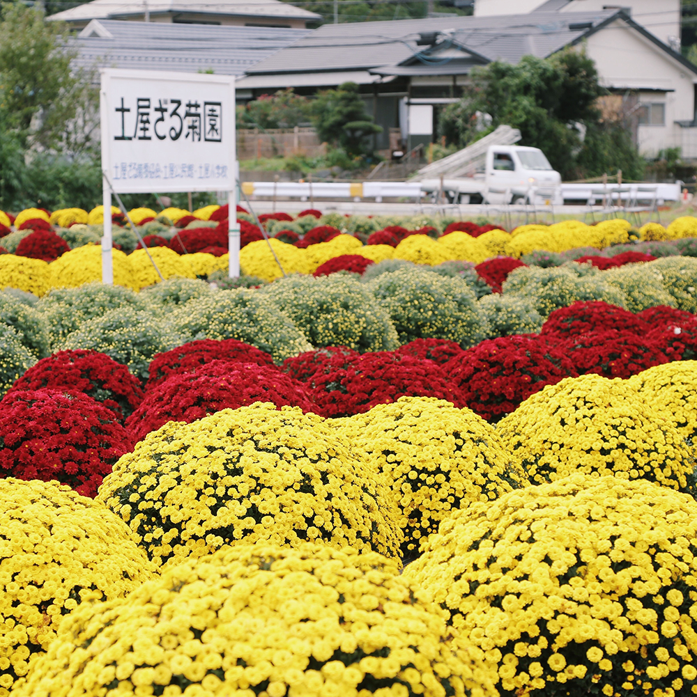 土屋のざる菊園