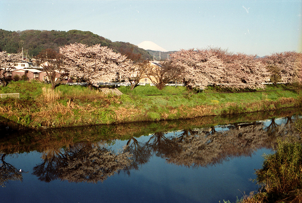 金目川土手