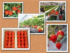 湘南いちご狩りセンター