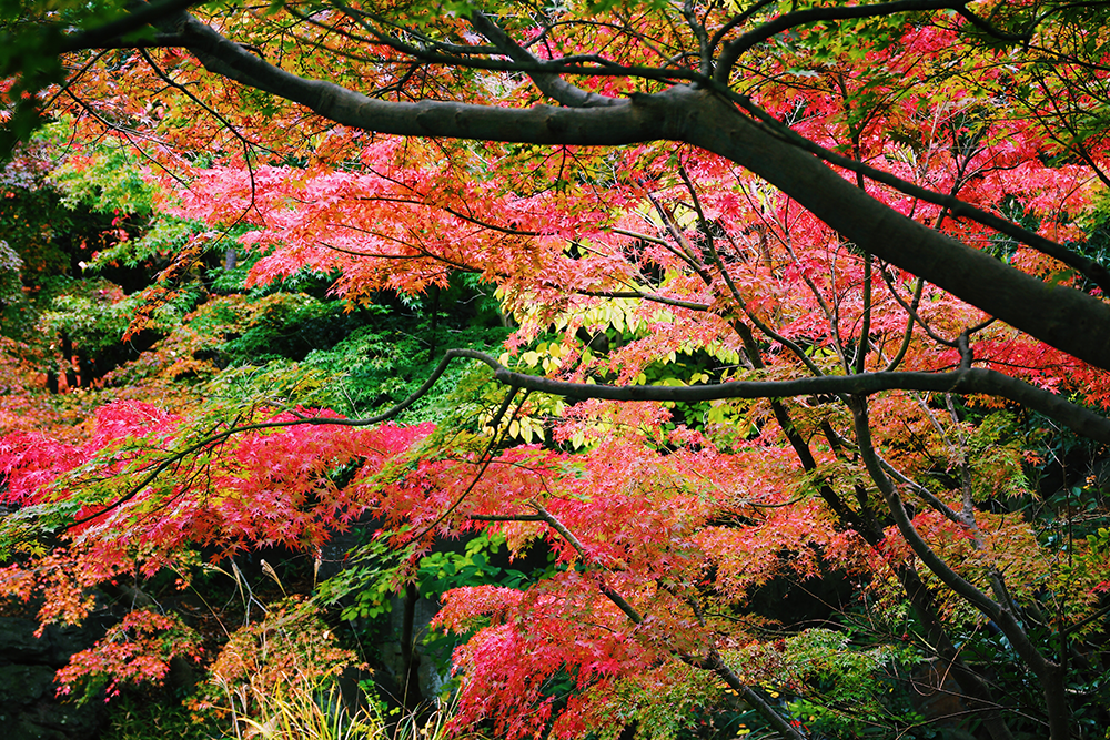 平塚市総合公園