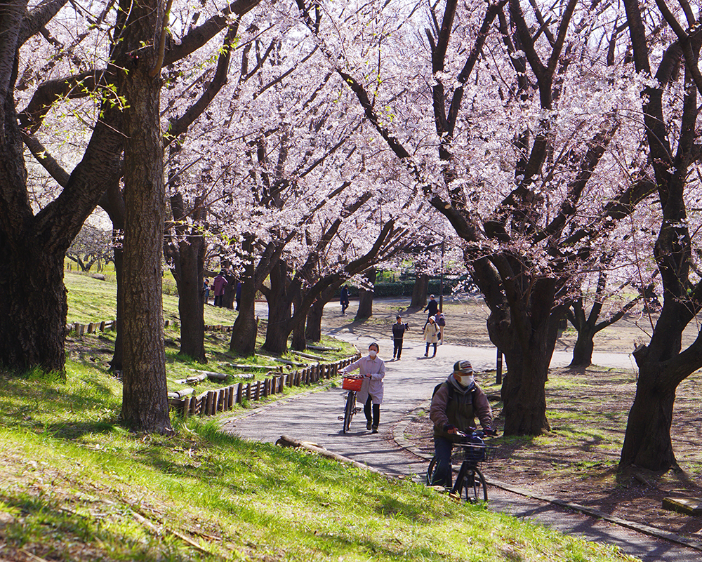 平塚市総合公園