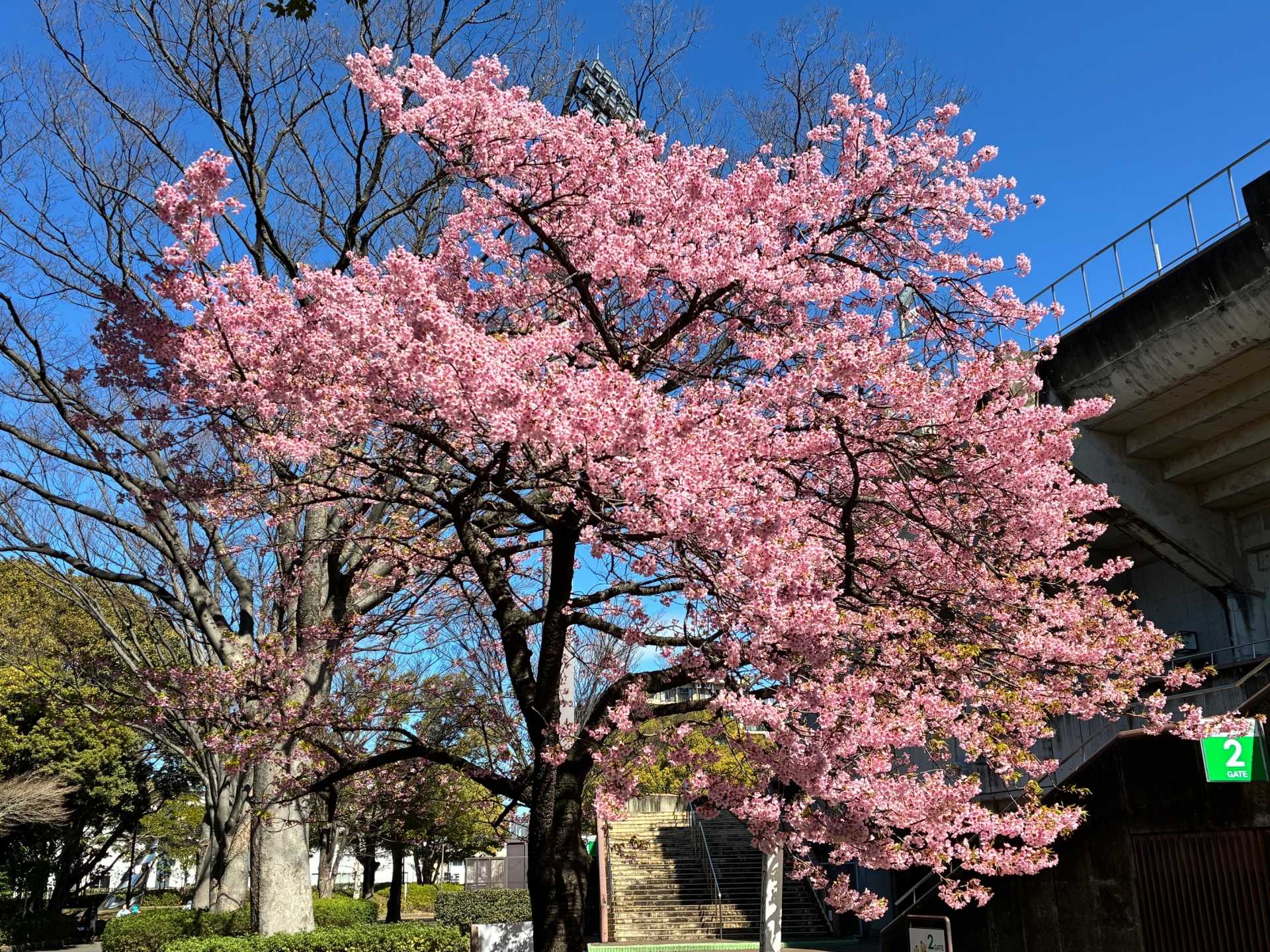 2026桜スポット開花情報