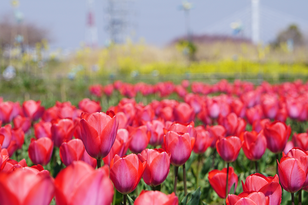 イシックス馬入のお花畑 観光スポット 湘南ひらつかナビ 平塚市観光協会 平塚観光情報サイト